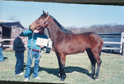 ���������� ����