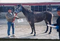 ���ڸ��̹��� (PACOMA IMAGE) ����