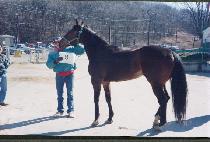 ī��Ʈ�� (COUNT BOONE) ����