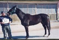 ������̵� (DIN��S DANCING DOLL) ����