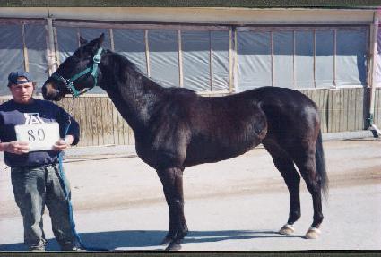 ������̵� ����