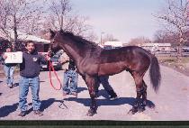 ũ����Ƽ����Ʈ (CRAFTY SPORT) ����