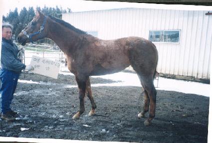 �ϴ����ν�Ʈ�� ����