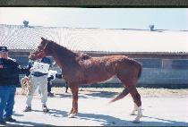 Ÿ�۷� (TOPPEROO) ����