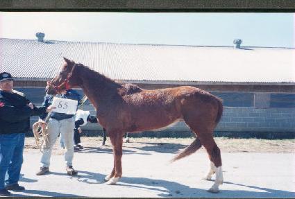 Ÿ�۷� ����