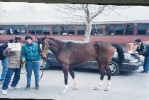 ���䷡ƽ (VICTORATIC) ����