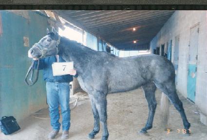 �󸱸��� ����