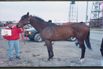 ũ�缼�̴������� ����