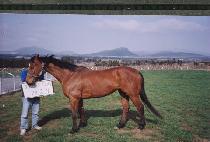 FOREST LASSIE picture