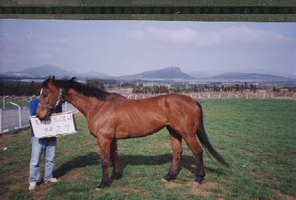 ������Ʈ���� ����