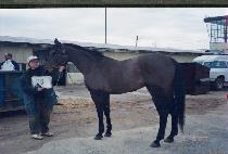 ��� (NORSET) ����