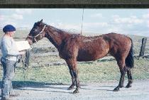 �۶��̵��� (GLIDING ON) ����