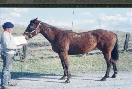 �۶��̵��� ����