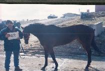 ����Ƽ�ٳ� (DAINTY DONNA) ����