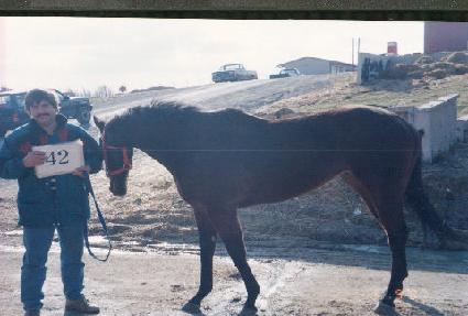 ����Ƽ�ٳ� ����