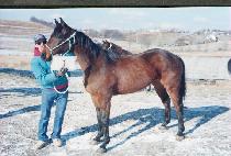 �ڵ���̾�� (CODY WYOMING) ����