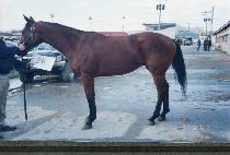 �۽�Ʈ�� (FIRST PICK) ����