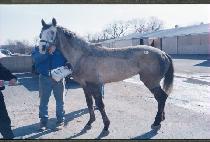 ��������� (VIRGA SNOW) ����