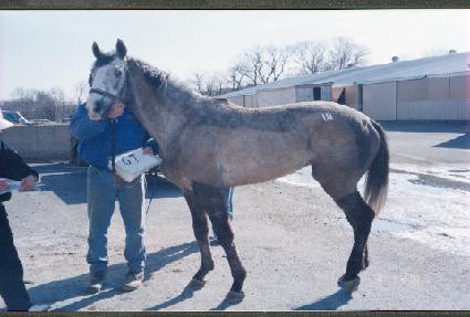 ��������� ����