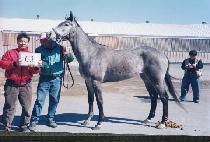 ��Ƽ�� (NAUGHTY NELL) ����