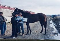 �ö��̷κ� (FLY ROBIN) ����