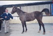 �ٴٷ纣�� (DADDA LUE BERRY) ����