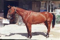 �۶��̵�ȣũ (GLIDING HAWK) ����