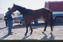 Ƽ���� (T. WINS) ����