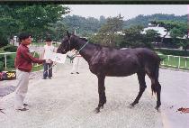 ���̱ͳʺ�� (AYE GUINEVERE) ����