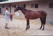 �۶��̵�����Ʈ (GLIDING KNIGHT) ����