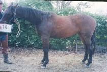 ��Ʈ���� (COUNTRY HILL) ����