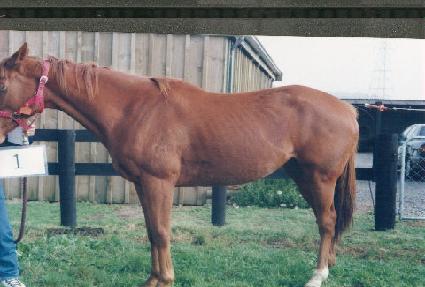 ������� ����