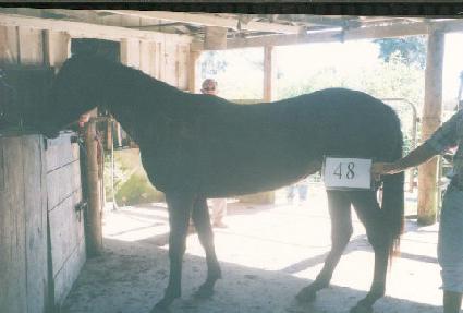 ���� ����