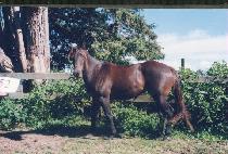 ���ֹݵ��� (MUJU PANDITPUL) ����