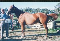 �ؼ� (HAESONG) ����