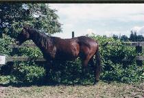 �ŵ����� (KOEDONSAJI) ����