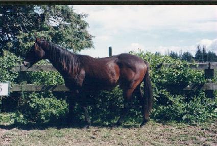 �ŵ����� ����