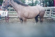 ȸ���� (HOEORI) ����