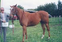 �ÿ��� (ALL A) ����