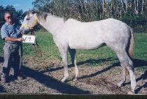 ���и������ (STERLING EDITION) ����