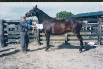 ĥ�� (CH��ILBONG) ����