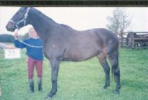 ���� (GIDDY UP) ����