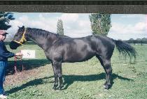 ��Ŀ���̵� (BUNKER LADY) ����