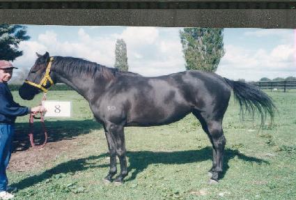 ��Ŀ���̵� ����