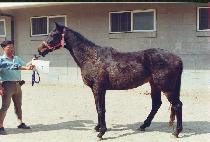 ���� (BIRDIE) ����