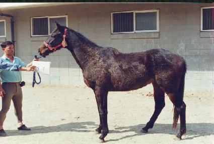 ���� ����