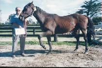 Ŭ���ĸ���Ʈ (CLASSIC RESULT) ����