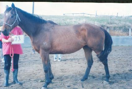 ���̷� ����