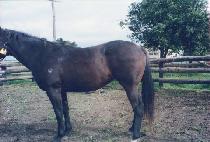 ������Ʈ (ESCORT) ����