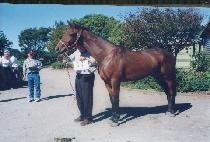 Ÿ�̰� (TIGAN) ����